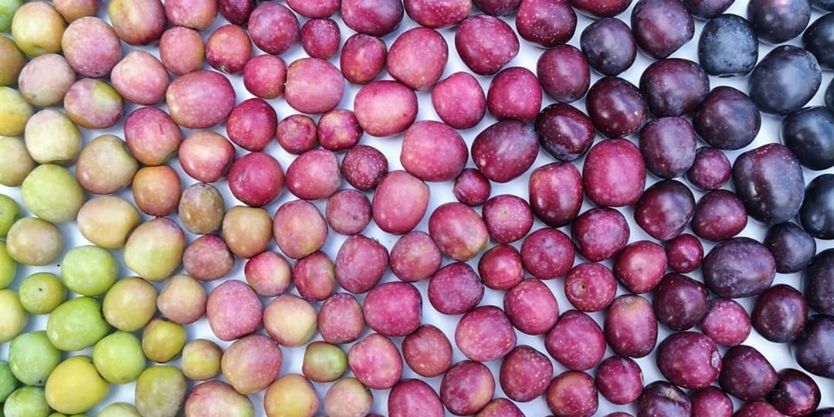 276 variétés d'olives espagnoles : l'origine de la meilleure huile d'olive extra vierge (AOVE) au monde