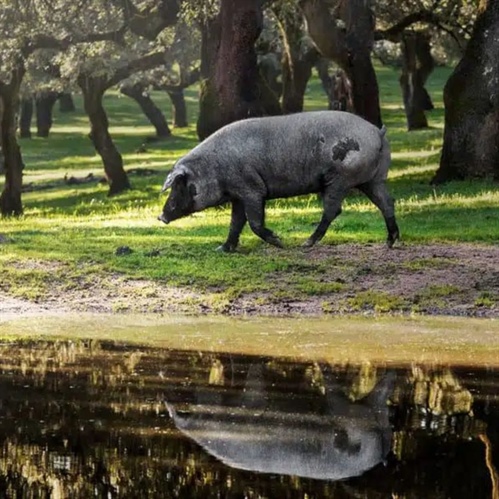 From the dehesas and olive groves of Spain to your table