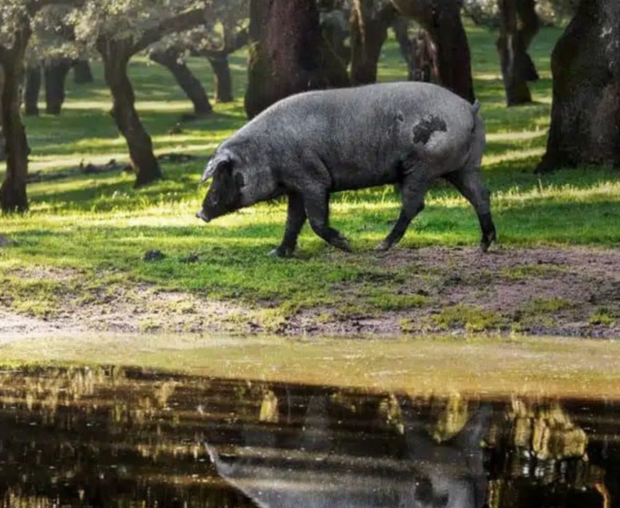 Desde las dehesas y olivares de España a tu mesa