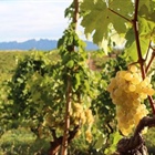 Vins effervescents haut de gamme au caractère « Made in Spain »