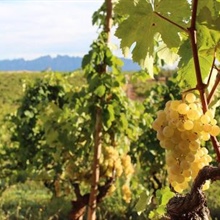 Vins effervescents haut de gamme au caractère « Made in Spain »