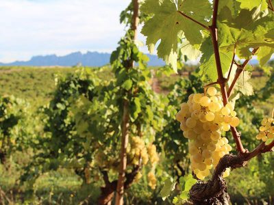 Vins effervescents haut de gamme au caractère « Made in Spain »