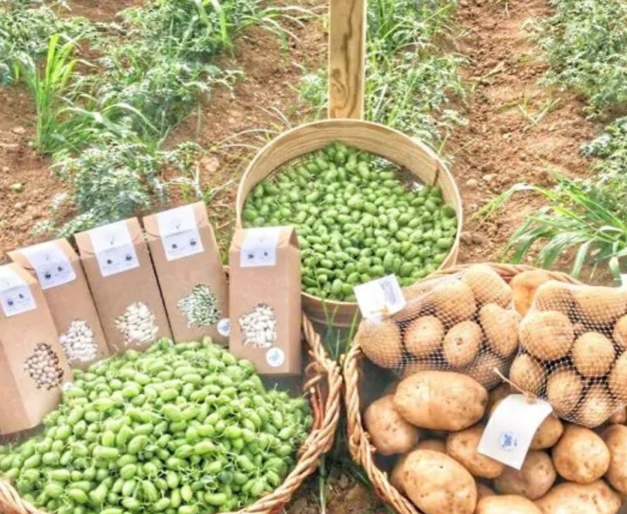 Spanish gourmet legumes: which to choose