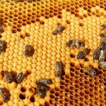 5 curiosités sur le miel que vous ne connaissiez sûrement pas