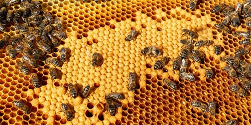 5 curiosités sur le miel que vous ne connaissiez sûrement pas