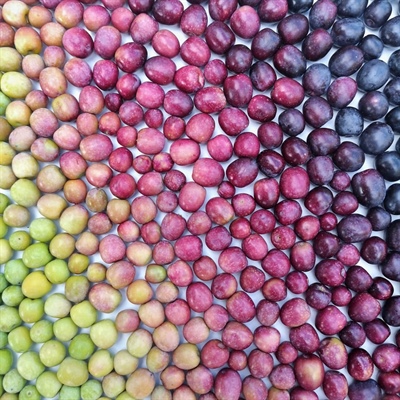 Picual vs. Arbequina Olive Oil: Which One Should You Choose?