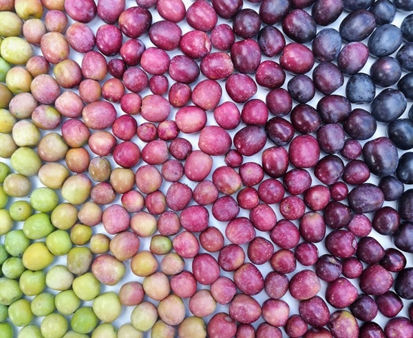 Aceite picual vs arbequina: cuál elegir