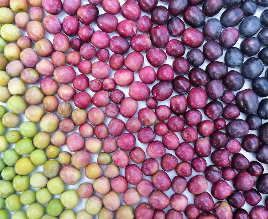 Aceite picual vs arbequina: cuál elegir