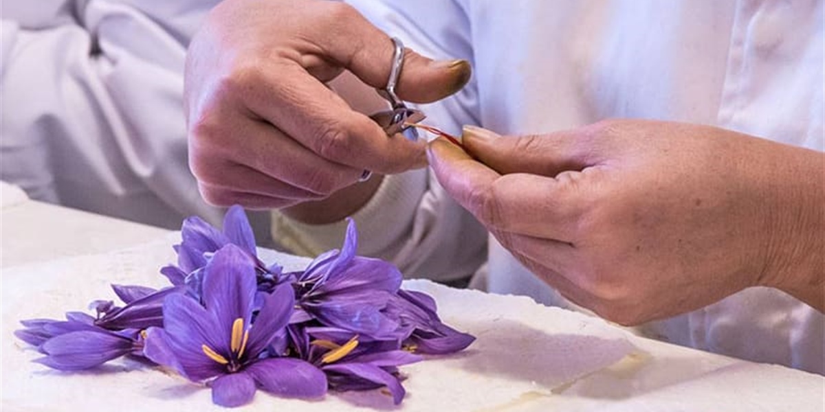 Saffron, the Flower of Good and Evil