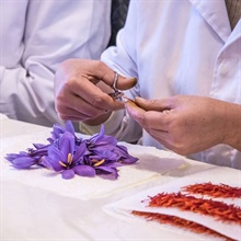 Le safran, la fleur du bien et du mal