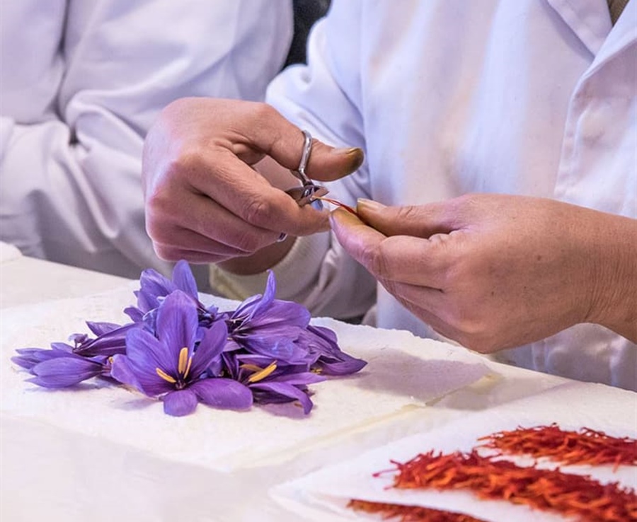 Le safran, la fleur du bien et du mal