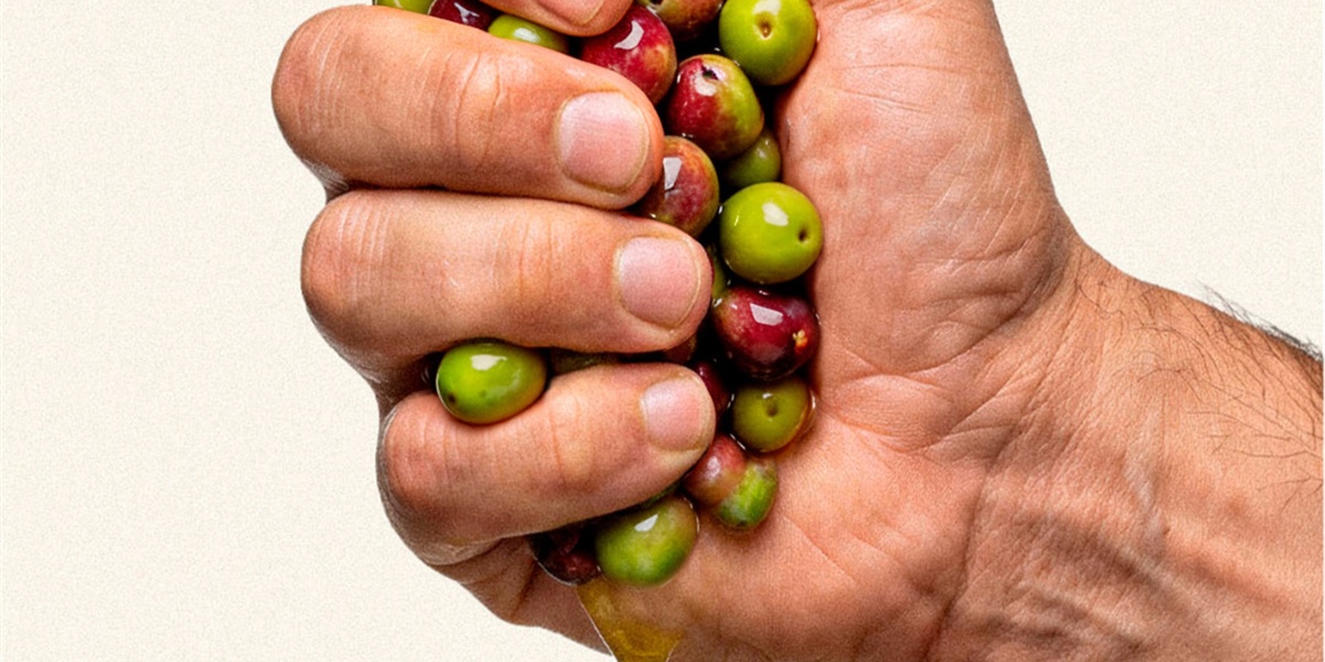 4 aceites, 4 personalidades: descubre a qué sabe un gran AOVE