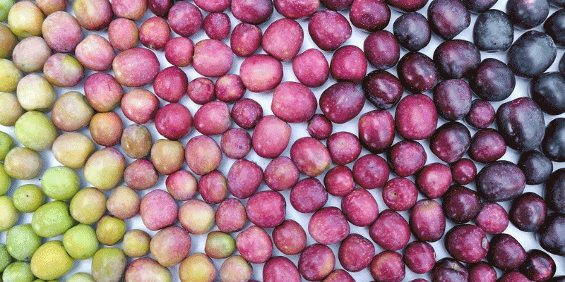 276 variétés d'olive espagnole : l'origine du meilleur AOVE au monde