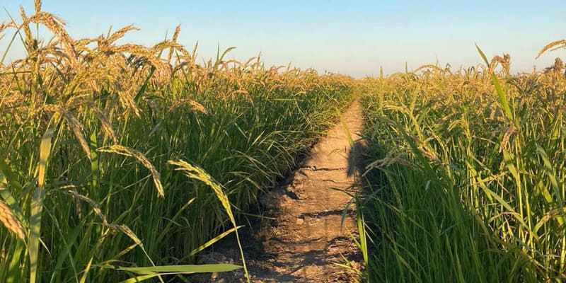Flavors of Spain: The Gourmet Rices of La Albufera in Valencia